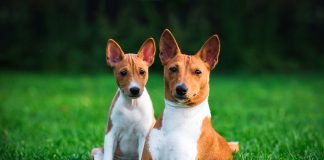 Basenji