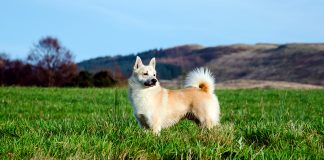 Buhund noruego entre la hierba del campo