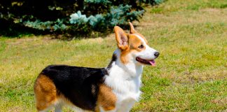 Corgi gales marron negro y blanco