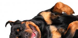 Rottweiler tumbado con ganas de jugar