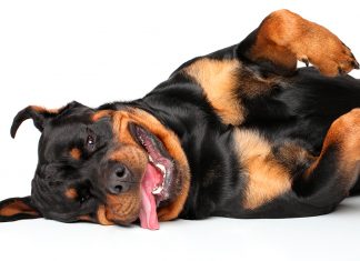 Rottweiler tumbado con ganas de jugar