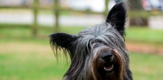 Skye Terrier de pelo negro