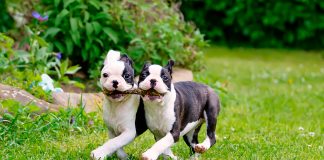 cachorros de Boston terrier jugando