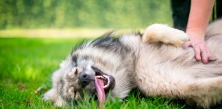 keeshond