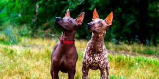 pareja de perros de raza Xoloitzcuintli