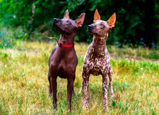 pareja de perros de raza Xoloitzcuintli