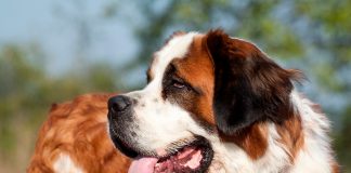 perro San Bernardo adulto de color marron y blanco