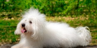 perro de raza Bichon Bolones