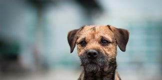 perro de raza Border Terrier