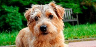 perro de raza Norfolk Terrier