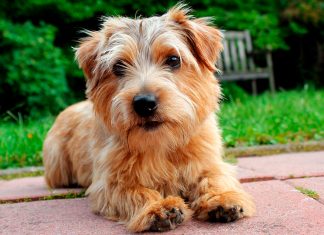 perro de raza Norfolk Terrier