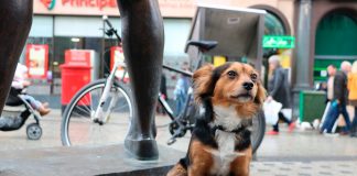 perro en una ciudad