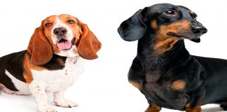 Basset Hound vs teckel