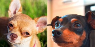 Chihuahua y pinscher mini