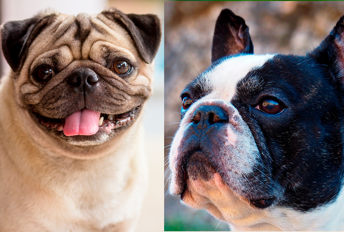 Diferencias entre Pug y Bulldog francés