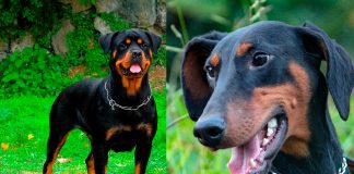 rottweiler vs doberman