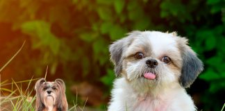 Shih tzu vs llhasa apso