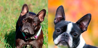 bostonterrier vs bulldogfrances