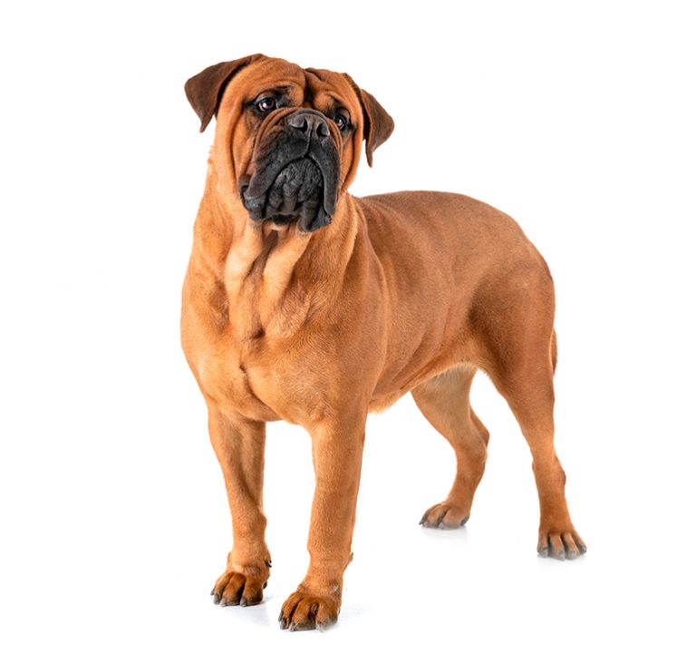 Las diferencias entre el Bóxer y el Bullmastiff