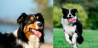 pastor australiano vs border collie