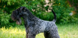 perro Kerry blue terrier