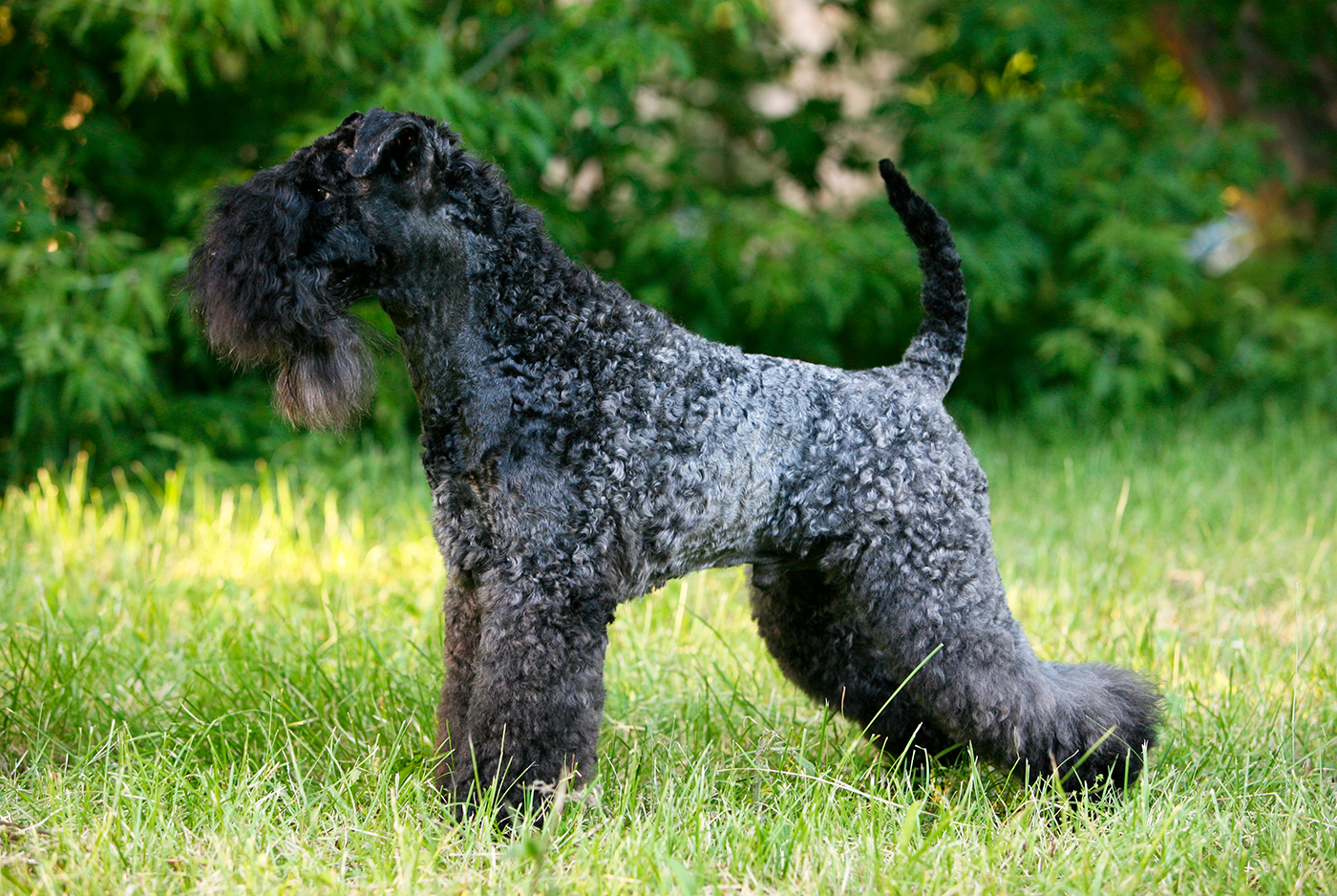 Kerry Blue Terrier Characteristics