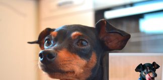 raton de praga vs mini pinscher