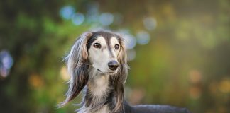 saluki