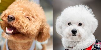 caniche vs bichon maltes