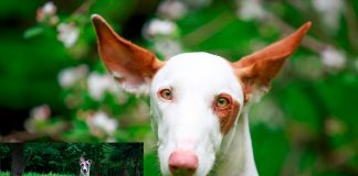 galgo vs podenco