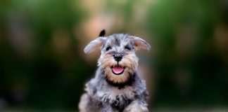 perro Schnauzer