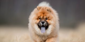 perro chow chow