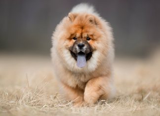 perro chow chow