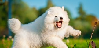 perro samoyedo