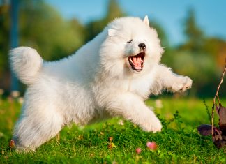 perro samoyedo