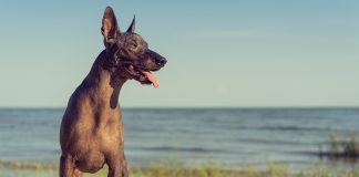 Xoloitzcuintle