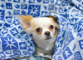 perro bajo una manta