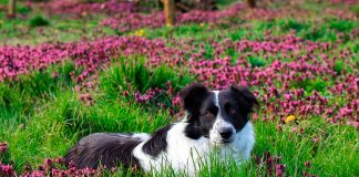perro en jardin con flores