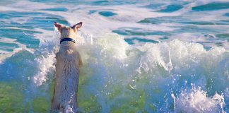 perro jugando en la playa
