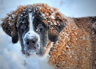 perro cubierto de nieve