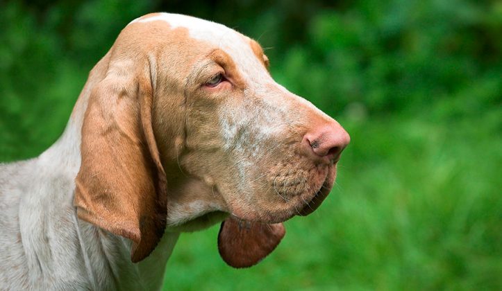 Top Razas de perro con orejas grandes