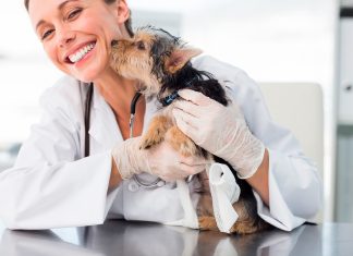 perro extrenido en el veterinario