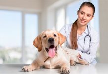 perro contendo en el veterinario