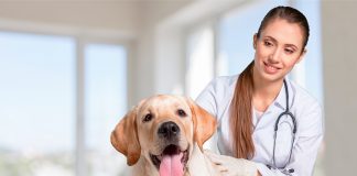 perro contendo en el veterinario