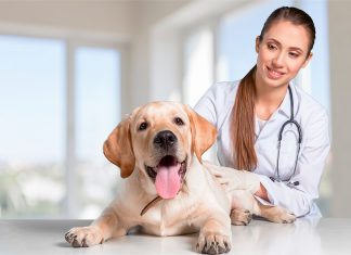 perro contendo en el veterinario