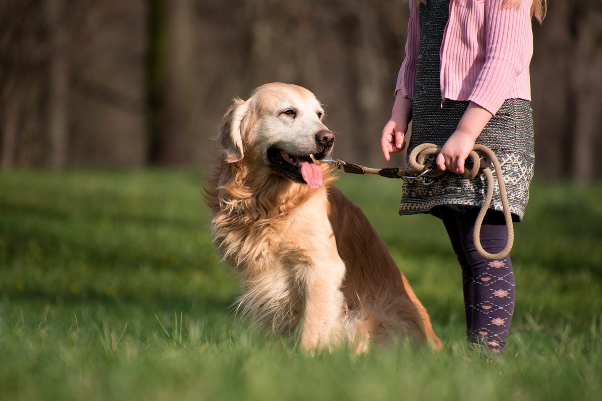Consejos para evitar que tu perro tire de correa al pasear