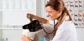 veterinaria revisando a un perro