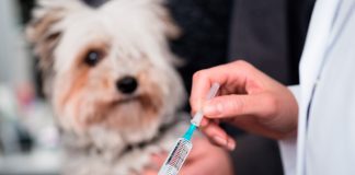 veterinario vacunando a un perro