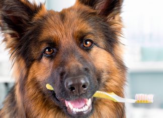 perro con cepillo de dientes
