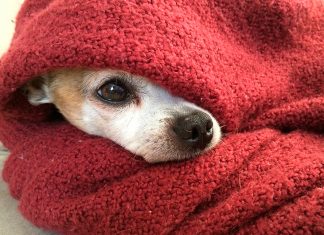 perro con temblores bajo manta